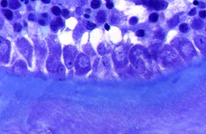 Bone Histology